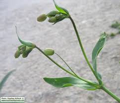 Attēlu rezultāti vaicājumam “Silene tatarica bud”