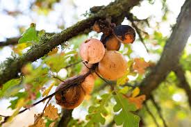 Attēlu rezultāti vaicājumam “gall”