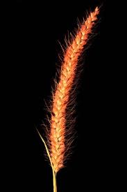 Attēlu rezultāti vaicājumam “Polytrichastrum longisetum”