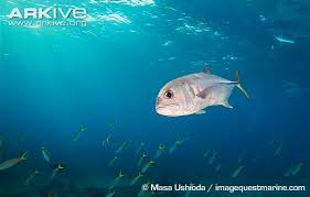 Image result for Caranx latus