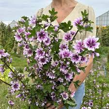Image result for Malva sylvestris