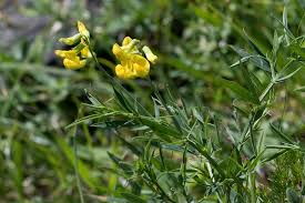 Attēlu rezultāti vaicājumam “Lathyrus pratensis”