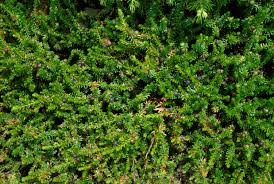 Attēlu rezultāti vaicājumam “Empetrum nigrum”