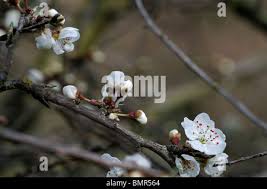 Attēlu rezultāti vaicājumam “Prunus cerasifera var. divaricata bud”