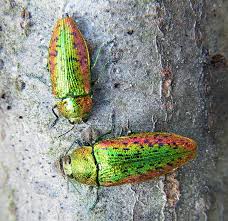 Attēlu rezultāti vaicājumam “Lamproderma pulchellum”