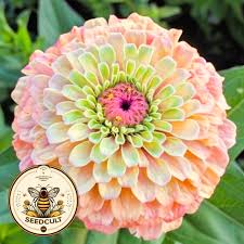 Image result for Zinnia elegans