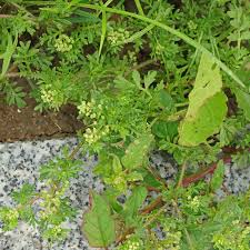 Attēlu rezultāti vaicājumam “Enteridium liceoides young”