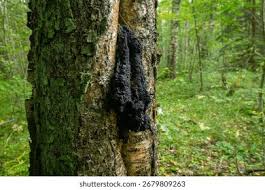 Attēlu rezultāti vaicājumam “Amaurochaete atra young”