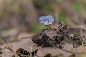 Attēlu rezultāti vaicājumam “Rhynchostegiella tenella macro”