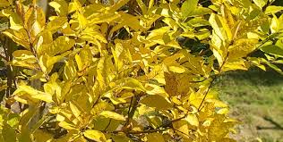 Attēlu rezultāti vaicājumam “Chionanthus virginicus leaf”