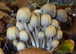 Attēlu rezultāti vaicājumam “Coprinus micaceus”