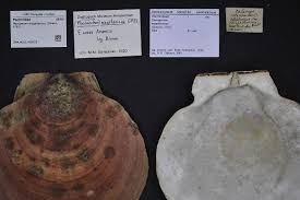 Image result for Placopecten magellanicus