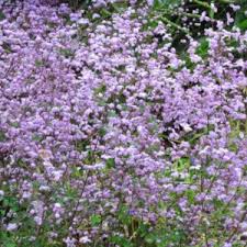 Attēlu rezultāti vaicājumam “Thalictrum flavum flower”