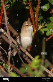 Attēlu rezultāti vaicājumam “Hippolais caligata adult”