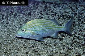 Image result for Haemulon sciurus