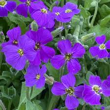 Image result for Aubrieta hybrida (cultorum)