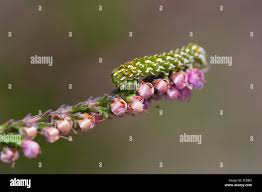 Attēlu rezultāti vaicājumam “Anarta myrtilli larva”