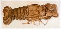 Image result for Scyllarides latus