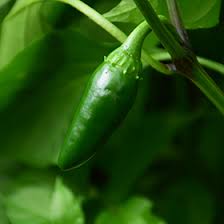 Afbeeldingsresultaat voor biker billy jalapeno hot pepper