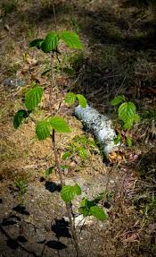 Attēlu rezultāti vaicājumam “Hamamelis virginiana leaf”