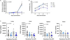 Attēlu rezultāti vaicājumam “Dianema depressum plasmodium”