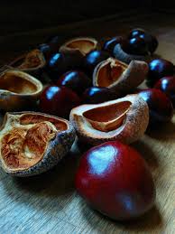 Attēlu rezultāti vaicājumam “Aesculus flava fruit”