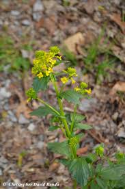Attēlu rezultāti vaicājumam “Barbarea vulgaris subsp. arcuata flower”
