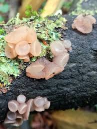 Attēlu rezultāti vaicājumam “Neobulgaria pura”