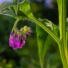 Attēlu rezultāti vaicājumam “Symphytum officinale bud”
