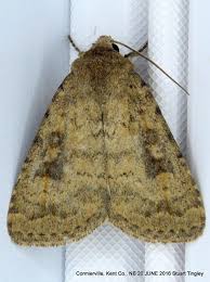 Attēlu rezultāti vaicājumam “Caradrina morpheus”