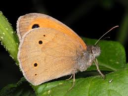 Attēlu rezultāti vaicājumam “Maniola jurtina male”