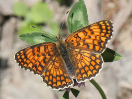 Attēlu rezultāti vaicājumam “Melitaea phoebe underside”
