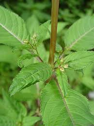 Image result for Impatiens glandulifera