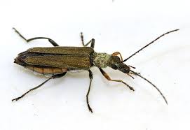 Attēlu rezultāti vaicājumam “Oedemera femorata”