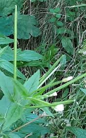 Attēlu rezultāti vaicājumam “Epilobium roseum”
