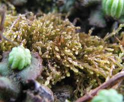 Attēlu rezultāti vaicājumam “Jungermannia sphaerocarpa sporophyte”
