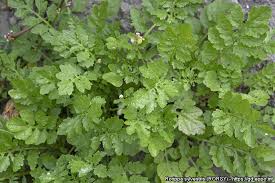 Attēlu rezultāti vaicājumam “Rorippa sylvestris leaf”