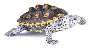 Image result for Malaclemys terrapin