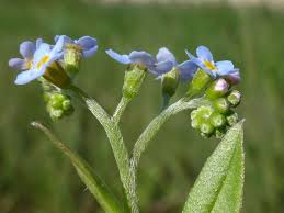 Attēlu rezultāti vaicājumam “Myosotis laxa subsp. baltica”