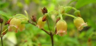 Attēlu rezultāti vaicājumam “Menziesia ferruginea”