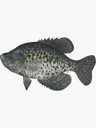 Image result for Pomoxis nigromaculatus