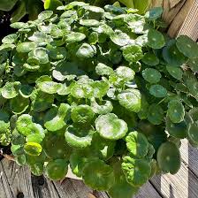 Attēlu rezultāti vaicājumam “Hydrocotyle vulgaris flower”