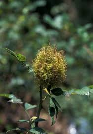 Attēlu rezultāti vaicājumam “Diplolepis rosae”