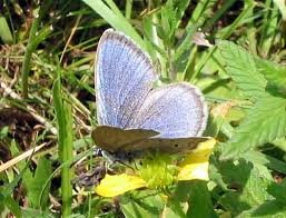 Attēlu rezultāti vaicājumam “Maculinea alcon upperside”
