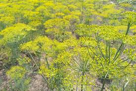 Attēlu rezultāti vaicājumam “Anethum graveolens flower”