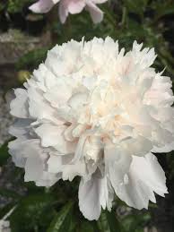 Attēlu rezultāti vaicājumam “Paeonia lactiflora”