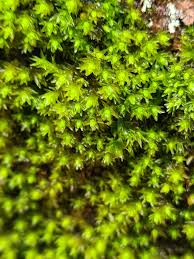 Attēlu rezultāti vaicājumam “Orthotrichum, Nyholmiella”