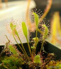 Attēlu rezultāti vaicājumam “Drosera anglica fruit”