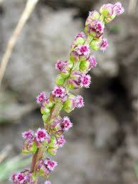 Attēlu rezultāti vaicājumam “Triglochin maritimum flower”
