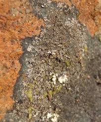 Attēlu rezultāti vaicājumam “Parmeliella triptophylla”